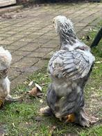 Brahma blauwzalm kuikens te koop, Dieren en Toebehoren, Pluimvee, Kip