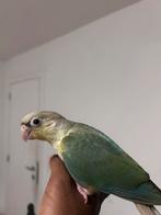 Tamme baby Conure, 1m17d oud – lief & handtam!, Dieren en Toebehoren, Vogels | Parkieten en Papegaaien, Papegaai, Tam