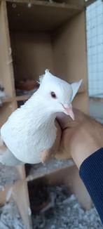 32 pigeon iranien 250 €, Dieren en Toebehoren, Meerdere dieren, Overige soorten