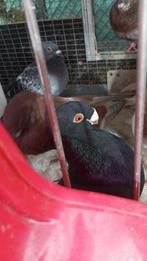 Laudino kroppers te koop, Dieren en Toebehoren, Mannelijk, Kropper