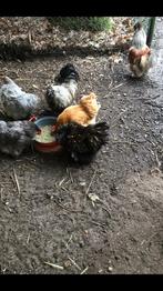 Kippen, Dieren en Toebehoren, Pluimvee, Meerdere dieren