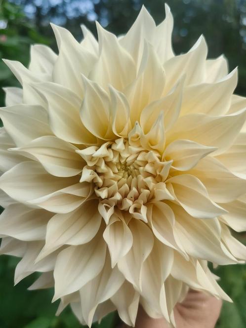 Dahlia Café au Lait stekken, Tuin en Terras, Bloembollen en Zaden, Knol, Voorjaar, Volle zon, Ophalen