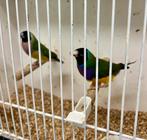 Koppel zwartkoppen €40, Dieren en Toebehoren, Vogels | Overige Vogels