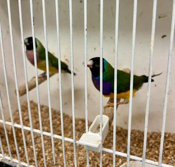 Koppel zwartkoppen €50 beschikbaar voor biedingen