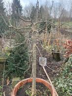 Bonsai Es, Tuin en Terras, Ophalen