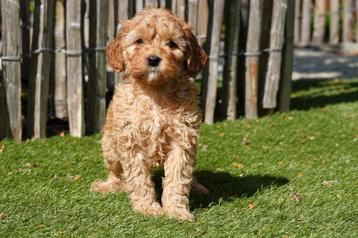 Prachtige Cavapoo pups (abrikoos/rood, rood/wit) beschikbaar voor biedingen