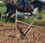 Prachtige brave merrie van zeer goede afstamming, Dieren en Toebehoren, Paarden, Merrie, Gechipt, 7 tot 10 jaar, 160 tot 165 cm