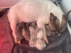Prachtig huiselijk nestje Franse Bulldog pups, Dieren en Toebehoren, Honden | Bulldogs, Pinschers en Molossers, CDV (hondenziekte)