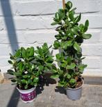 Crassula ovata / jadeplant 25-45 centimeter, Maison & Meubles, Plantes d'intérieur, Ombre partielle, Plante verte, Enlèvement