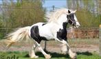Irish Cob/ Tinker, Merrie, Minder dan 160 cm, Gechipt, Niet van toepassing