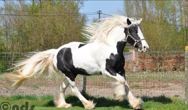 Irish Cob/ Tinker, Dieren en Toebehoren, Paarden, Merrie, Niet van toepassing, Minder dan 160 cm, 11 jaar of ouder, Recreatiepaard