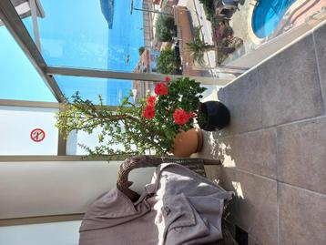 Vakantie appartement 4Pers Calpe Costa blanca  beschikbaar voor biedingen
