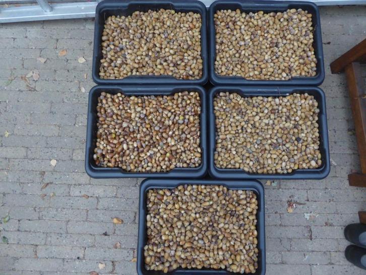 Droge eikels als diereneten, Dieren en Toebehoren, Dierenvoeding, Overige soorten, Ophalen