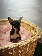 Chihuahua pups, Dieren en Toebehoren, Honden | Chihuahua's en Gezelschapshonden, 15 weken tot 1 jaar, Buitenland, CDV (hondenziekte)