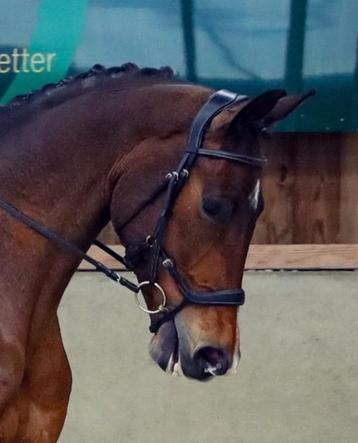Hoofdstel LJ Pro Selected Legacy beschikbaar voor biedingen