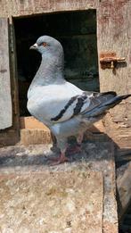 3 mooie king duiven te koop!, Dieren en Toebehoren, Vogels | Duiven