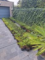 Palmbomen, Tuin en Terras, Planten | Bomen, Ophalen