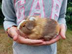 Jong cavia zeugje, Dieren en Toebehoren, Vrouwelijk, Cavia, Tam