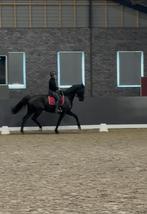 Lesgever (online & ter plaatse) en ruiter aangeboden, Animaux & Accessoires, Poneys, ZZ