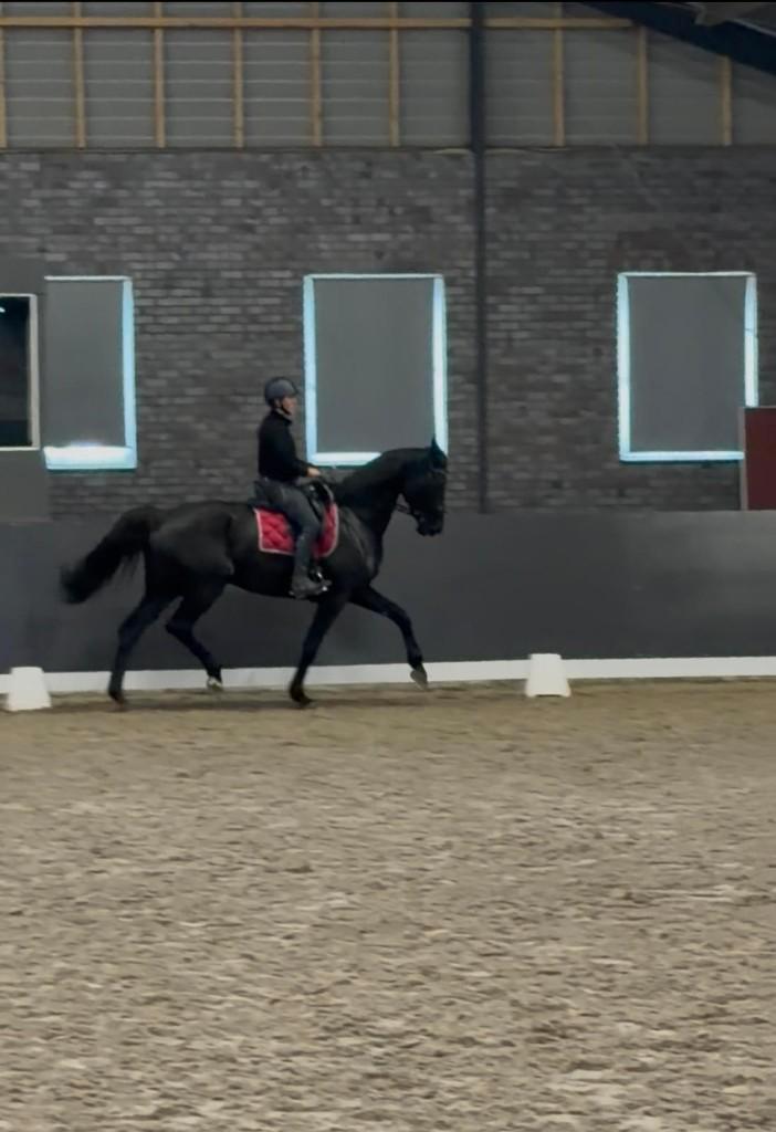 Lesgever (online & ter plaatse) en ruiter aangeboden, Animaux & Accessoires, Poneys, ZZ