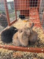 Konijntjes, Dieren en Toebehoren, Meerdere dieren, Klein, Hangoor, 0 tot 2 jaar