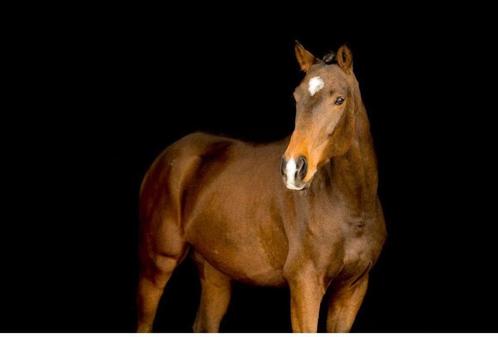 Paard, Dieren en Toebehoren, Paarden, Ruin, Zadelmak, 160 tot 165 cm, 7 tot 10 jaar, Recreatiepaard, Met stamboom, Gechipt, Ontwormd