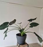 Alocasia regal hield, Ophalen, 100 tot 150 cm, Overige soorten, Halfschaduw