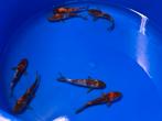 7 japanse koi, Dieren en Toebehoren
