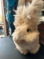 Rasechte Engelse angora konijn, Dieren en Toebehoren, Mannelijk, Middelgroot, 0 tot 2 jaar
