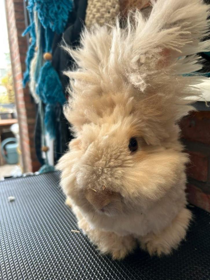 Rasechte Engelse angora konijn, Dieren en Toebehoren, Konijnen, Middelgroot, Mannelijk, 0 tot 2 jaar