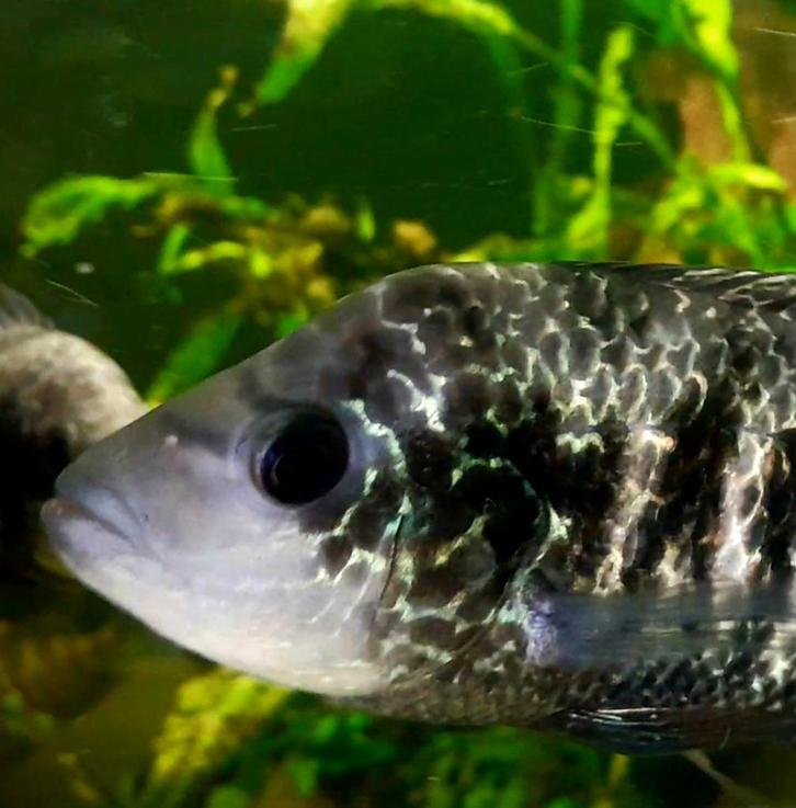 Beani cichliden, Dieren en Toebehoren, Vissen | Aquariumvissen, Zoetwatervis, Vis