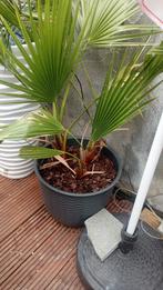 Zeer mooie palmbomen tekoop. (2stuks), Volle zon, Vaste plant, Bloeit niet, Ophalen