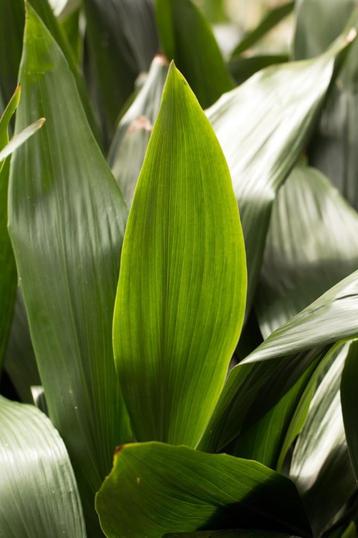 Feuille d'Aspidistra disponible aux enchères