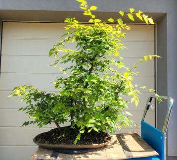 Zelkova bos bonsai beschikbaar voor biedingen