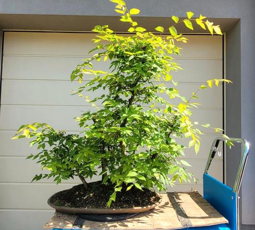 Zelkova bos bonsai, Tuin en Terras, Planten | Bomen, Ophalen