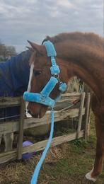 Wandel- / Recreatiepaard merrie, Dieren en Toebehoren, Merrie, 170 tot 175 cm, 11 jaar of ouder, Recreatiepaard