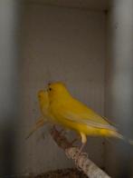 Gele Kanaries, Animaux & Accessoires, Oiseaux | Canaris