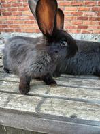 Jonge Vlaamse reuzen, Dieren en Toebehoren, Konijnen, Meerdere dieren, Groot, 0 tot 2 jaar
