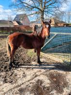Te koop: Prachtig hengsten veulen, Dieren en Toebehoren, Paarden, Hengst, Gechipt, 0 tot 2 jaar