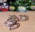 Boa, Dieren en Toebehoren, Reptielen en Amfibieën