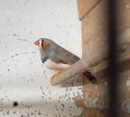 zebravinkman 2023, Animaux & Accessoires, Oiseaux | Oiseaux Autre