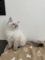 Neva Masquerade siberische kat (hypoallergene)), Dieren en Toebehoren, Poes, Gechipt, 0 tot 2 jaar