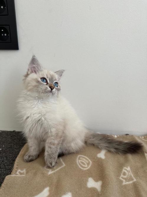 Neva Masquerade siberische kat (hypoallergene)), Dieren en Toebehoren, Katten en Kittens | Raskatten | Langhaar, Poes, 0 tot 2 jaar