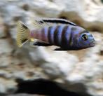 Chidonga saulosi malawi cichliden, Dieren en Toebehoren, Vissen | Aquariumvissen, Vis, Zoetwatervis