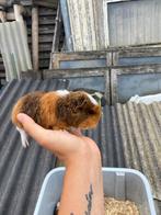 Jonge cavia’s, Dieren en Toebehoren, Knaagdieren, Cavia, Augustus, Vrouwelijk, Tam
