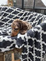 Teckel pup, Dieren en Toebehoren, Honden | Teckels en Dashonden, België, Particulier, 8 tot 15 weken, Korthaar