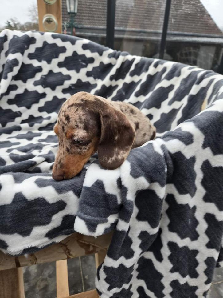 Teckel pup, Dieren en Toebehoren, Honden | Teckels en Dashonden, Teef, Korthaar, Dwerg, Particulier, Eén hond, België, 8 tot 15 weken