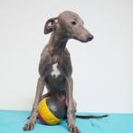 "Polo" Italiaanse Windhond (reutje) pup te koop (Belgisch), Dieren en Toebehoren, CDV (hondenziekte), België, Reu, Handelaar