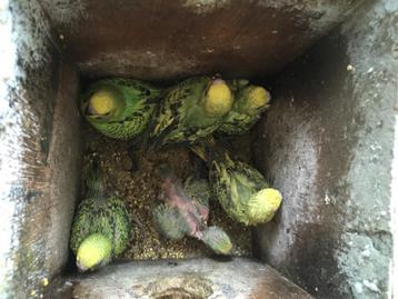 JONGE GRASPARKIETJES UIT NEST OM HANDTAM TE MAKEN beschikbaar voor biedingen