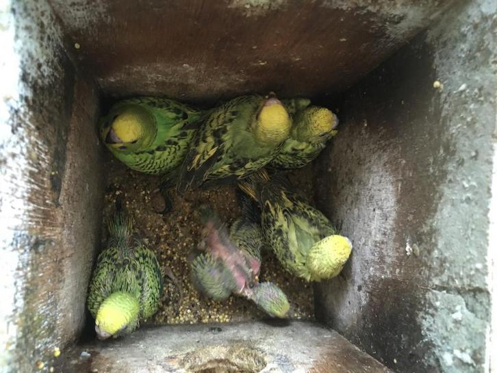 JONGE GRASPARKIETJES UIT NEST OM HANDTAM TE MAKEN, Dieren en Toebehoren, Vogels | Parkieten en Papegaaien, Parkiet, Geslacht onbekend